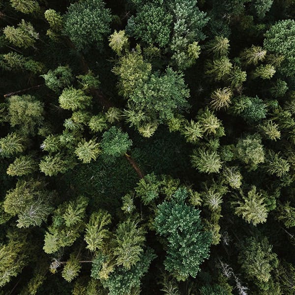An aerial shot of a forest